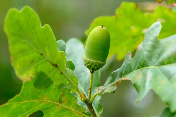 acorn among the leaves on an oak tree