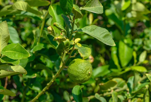 stock image green oranges on tree branches in the evening sun 1 5