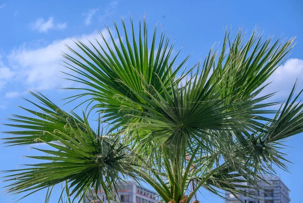 green palm tree against blue sky 1