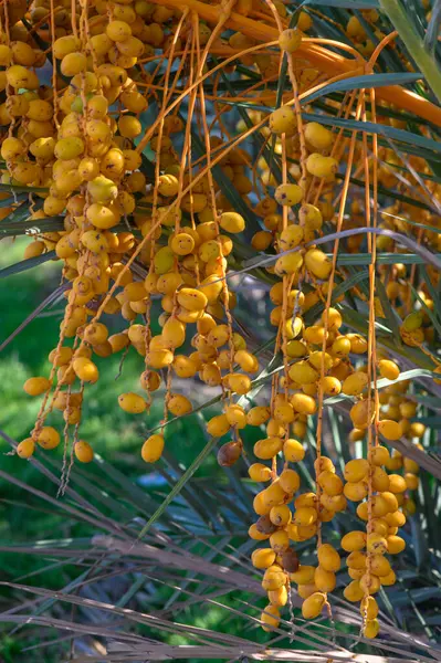dates on a date palm branch 18