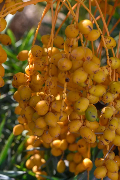 dates on a date palm branch 19
