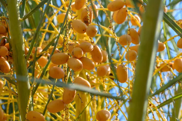 dates on a date palm branch 14