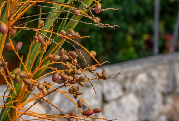 dates on a date palm branch 1