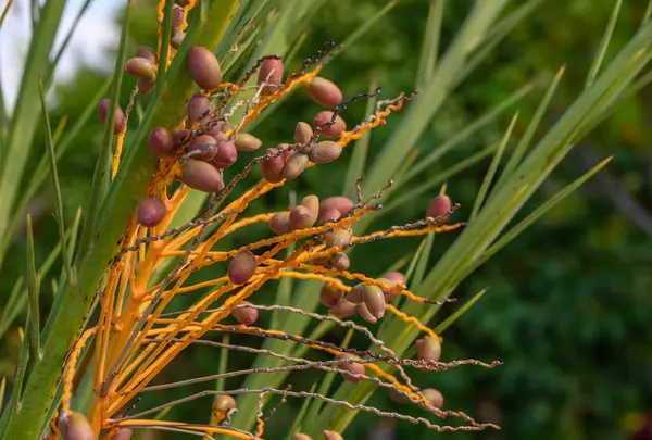 dates on a date palm branch 2