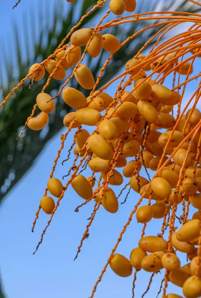 dates on a date palm branch 4