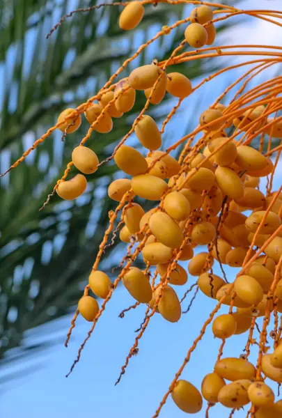 dates on a date palm branch 5
