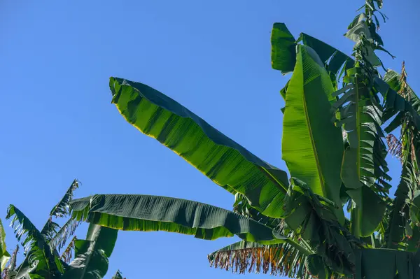 leaves of a banana tree on the island of Cyprus against a blue sky1