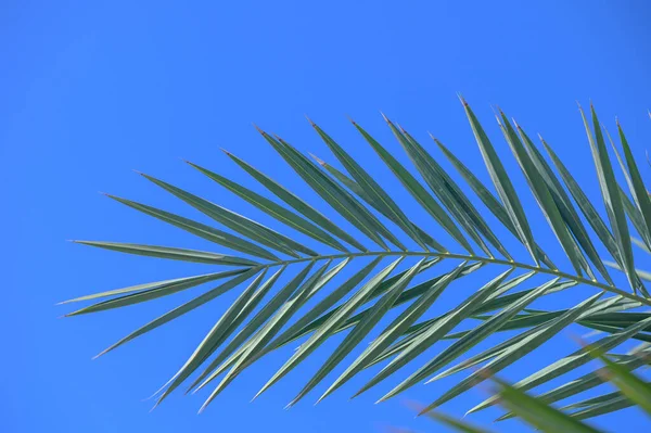 leaves of a tropical palm tree on the island of Cyprus against a blue sky 2