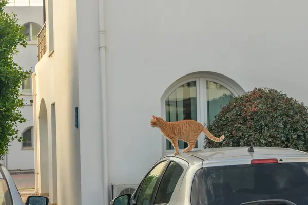 red cat on the roof of a white car