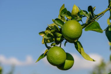 Kıbrıs Rum Kesimi 'nde sonbaharda ağaç dallarında yeşil portakallar