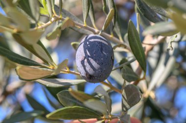 Kuzey Kıbrıs 'ta bir sonbahar gününde zeytin dalları