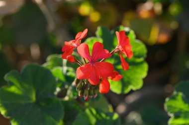 Kıbrıs 1 adasında Pelargonium tongaense çiçekleri