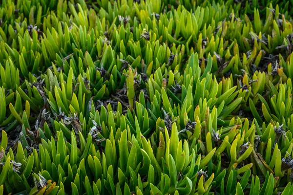 Akdeniz 4 kıyılarında yenilebilir Carpobrotus 'un çiçekli arka planı