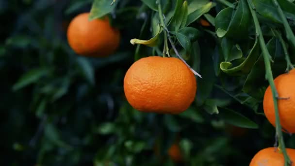 Deliciosa Mandarina Una Rama Árbol — Vídeos de Stock