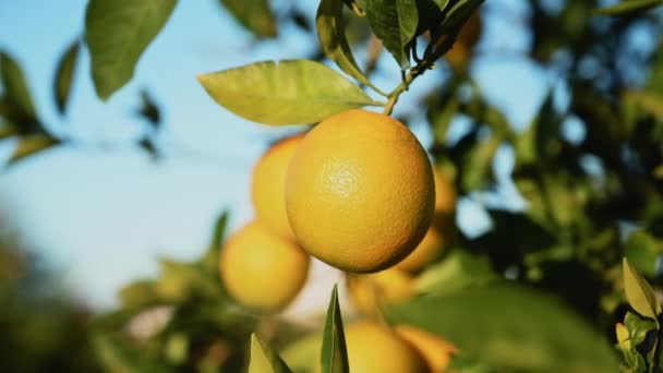 Deliciosas Naranjas Ramas Árboles Invierno Isla Chipre — Vídeos de Stock