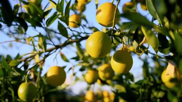 Lahodné Pomeranče Větvích Stromů Zimě Kypru — Stock video