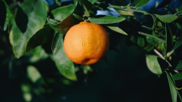 Finom Mandarin Egy Faágon — Stock videók