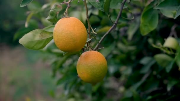 Heerlijke Sinaasappels Boomtakken Winter Cyprus — Stockvideo