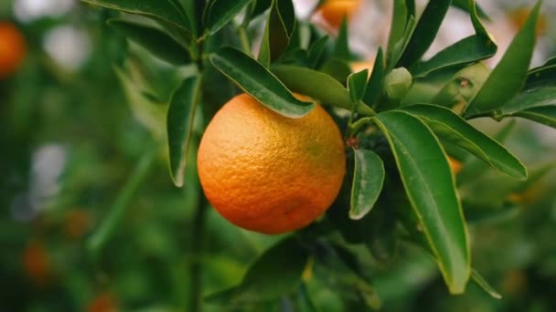 キプロス島の冬の木の枝でおいしいオレンジ ストック映像