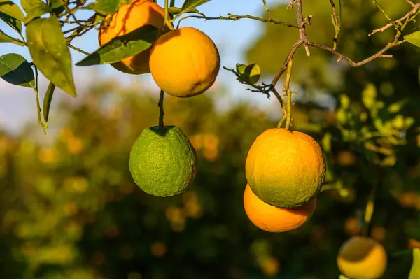 juicy oranges on branches in an orange orchard 2