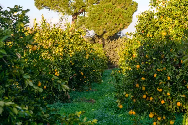 juicy oranges on branches in an orange orchard