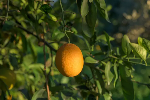 juicy oranges on branches in an orange orchard 3