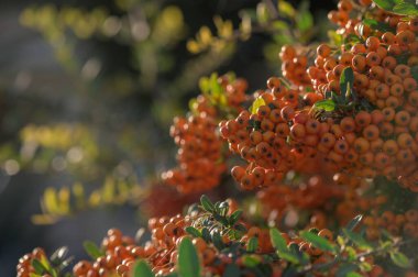 Pyracantha Kıbrıs 2 adasındaki bir köyde parlak kırmızı