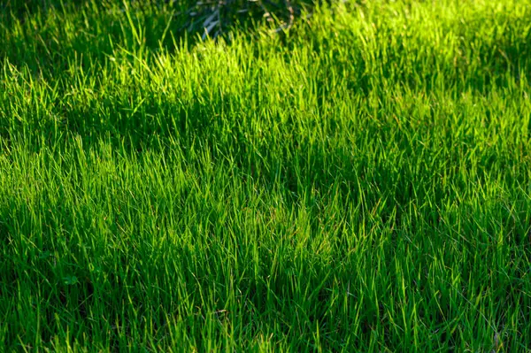 fresh green grass as background 1