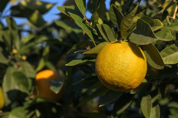 juicy oranges on branches in an orange orchard 5