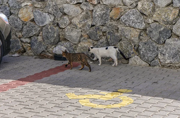 two cats walk near a wall made of real stone