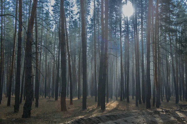 morning fog in the forest near the city of Severodonetsk