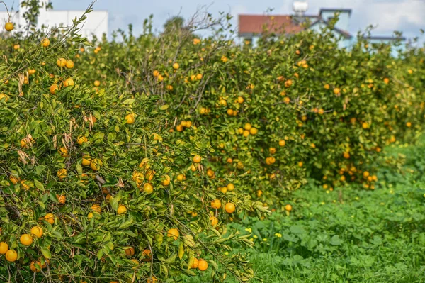 orange garden with oranges in a village on the Mediterranean 2