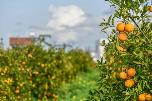 orange garden with oranges in a village on the Mediterranean 3