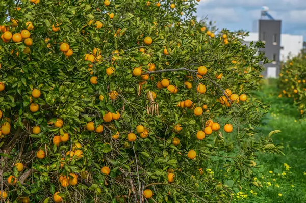 orange garden with oranges in a village on the Mediterranean 4