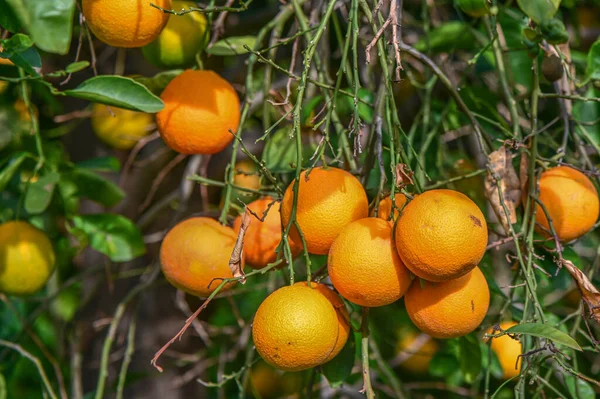 orange garden with oranges in a village on the Mediterranean 6