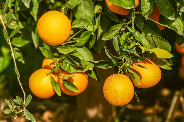 juicy oranges on tree branches in an orange garden 5