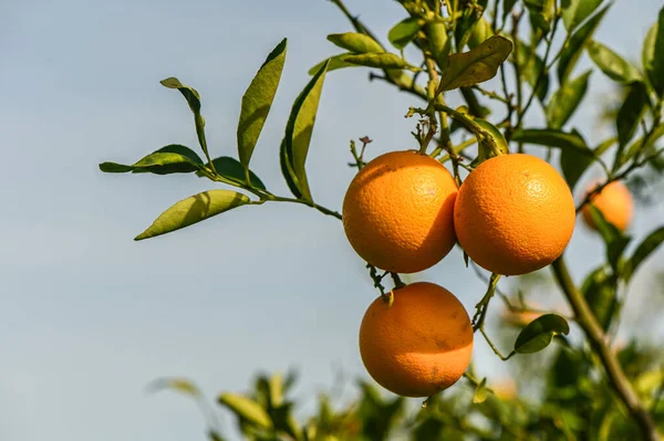 juicy oranges on tree branches in an orange garden 1