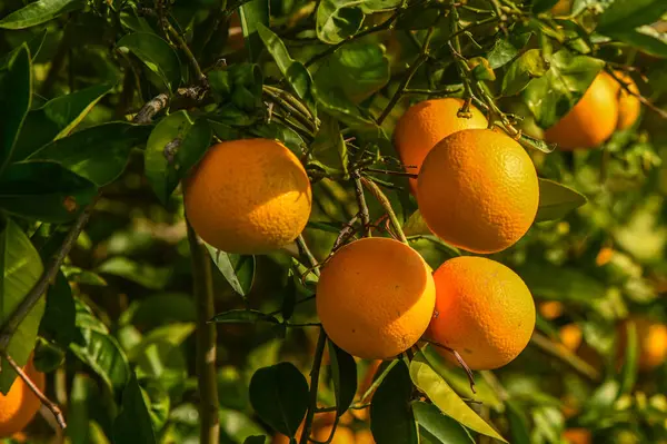 juicy oranges on tree branches in an orange garden