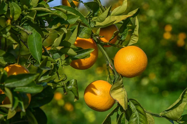 juicy oranges on tree branches in an orange garden 11
