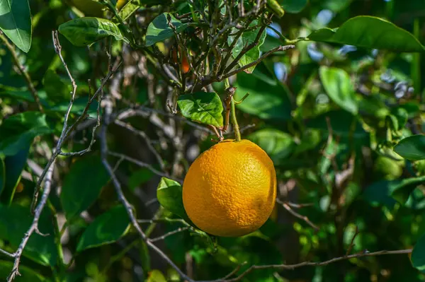 juicy oranges on tree branches in an orange garden 10