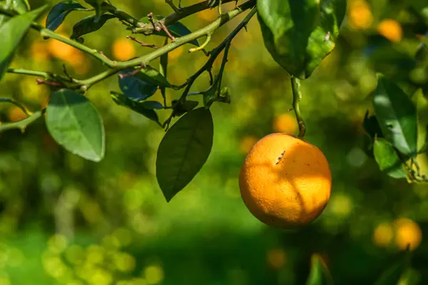 juicy oranges on tree branches in an orange garden 9
