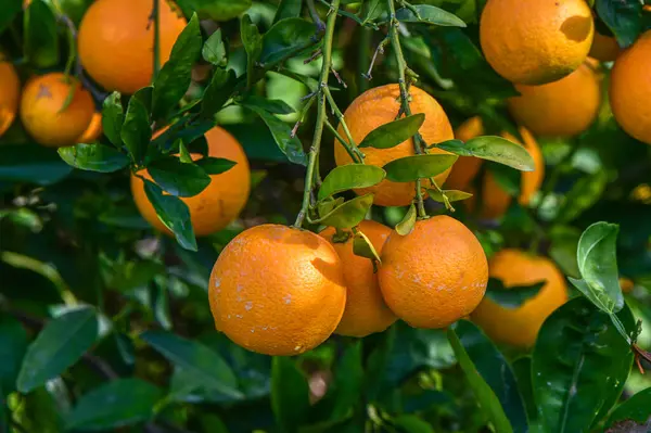 juicy oranges on tree branches in an orange garden 7