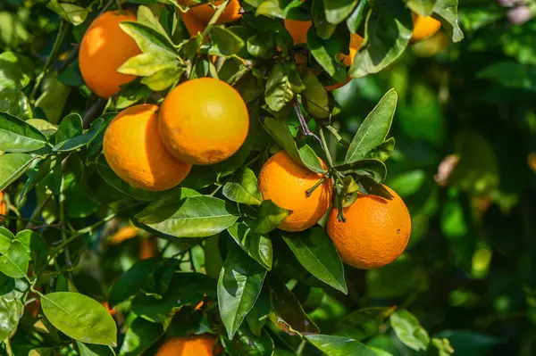 juicy oranges on tree branches in an orange garden 6