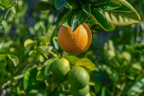 oranges ripen in an orange garden in the Mediterranean 13