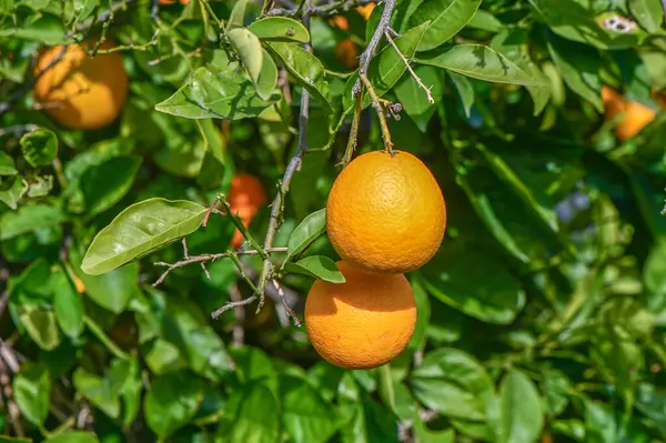 oranges ripen in an orange garden in the Mediterranean 18