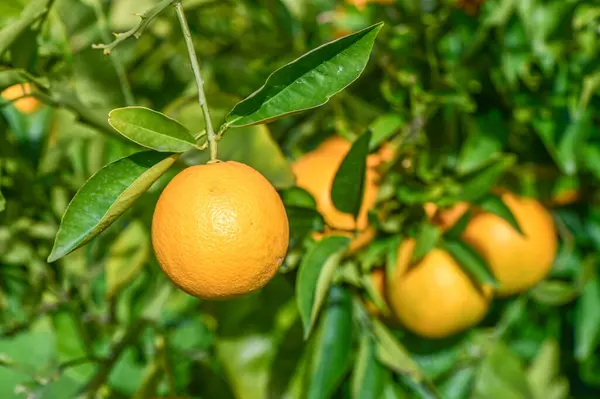 oranges ripen in an orange garden in the Mediterranean 10