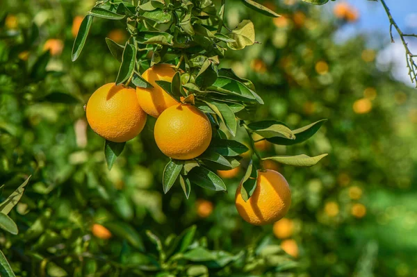 oranges ripen in an orange garden in the Mediterranean 15