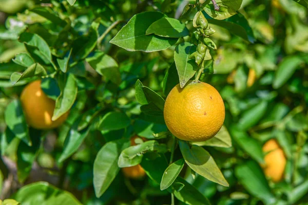 oranges ripen in an orange garden in the Mediterranean 9