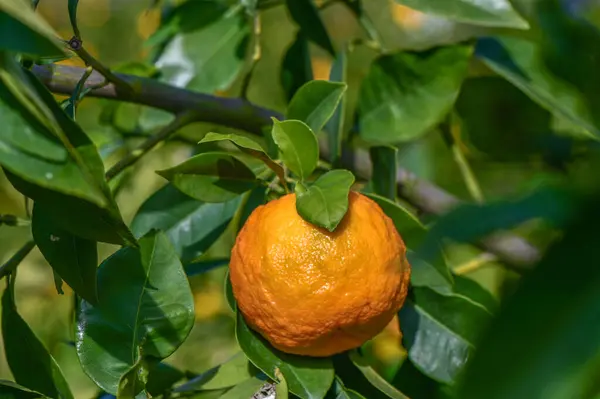 oranges ripen in an orange garden in the Mediterranean 24
