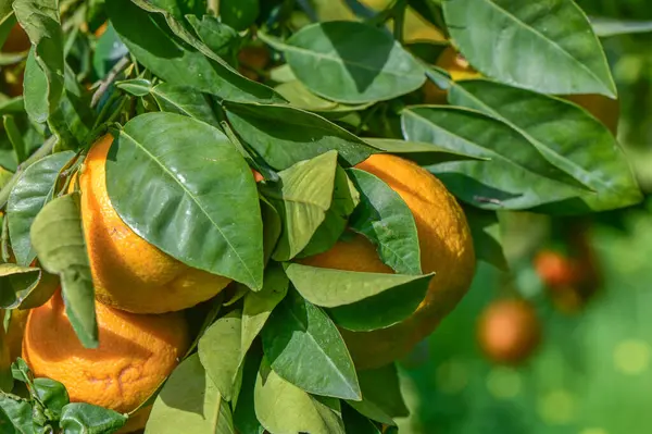 oranges ripen in an orange garden in the Mediterranean 23